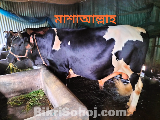 কুরবানির ষাড় গরু